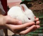 Белый кролик, руки